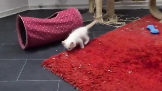 The 5-week-old little troublemaker