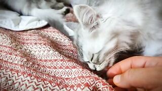 Cats are always grateful to the hand that feeds them.