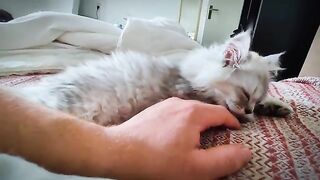 How do I wake up every morning?