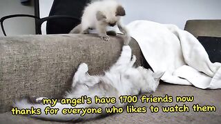 He wants to fight with a cat three times bigger than him. You will be surprised by his method