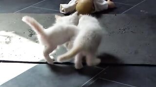A ragdoll cat trains his sister to survive in battle, until the real danger comes