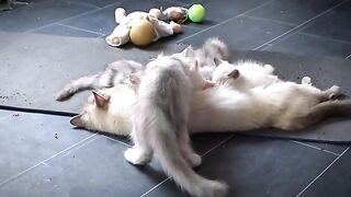 Single mom to a battalion of hungry ragdolls kittens .see what happened