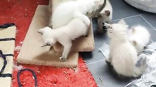 Thats why ragdoll cats are considered the master of cats