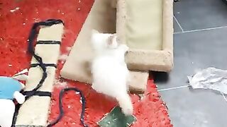 If you see ragdoll cats doing this, run away immediately
