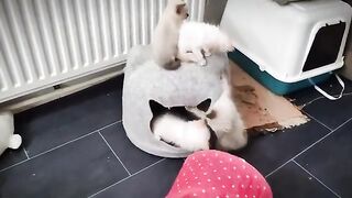 He does not consider himself a cat.the ragdoll thinks he is a tiger