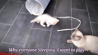 The only cat who loves nightlife.