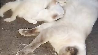 The three mothers do the same duty at the same time
