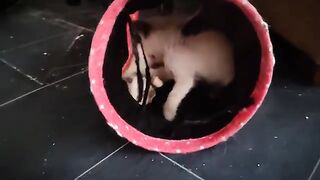 Ragdoll cat play rules.how did they learn this?