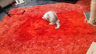 He calls his mother to save him. Oh my God, I did not expect what happened. Watch until the end