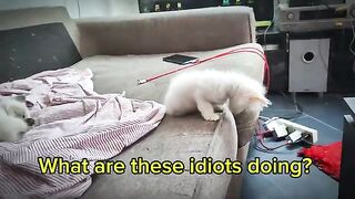 A strange movement that the Ragdoll makes to provoke other cats