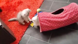 Stalking is an art that only a ragdoll can master