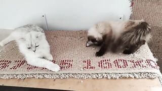 My cat is in heat