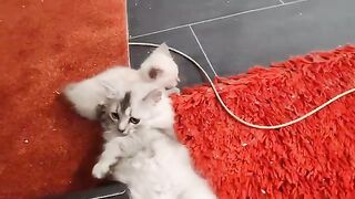 4 week old VS 3 months old
