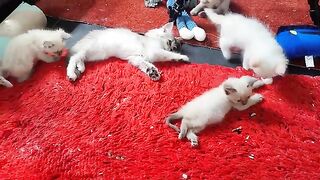 funny ragdoll kittens moment in the morning