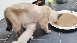 sweet kittens moments