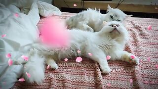 A cat massages another cat when listening to soothing music