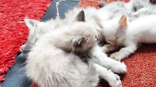The innocence of sleeping cats ignites the maternal instinct within you
