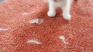 having fun with my kittens