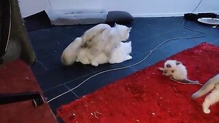 Cats decided to have new babies