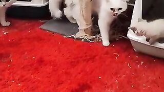 The Persian cat attracts its lover in a rare way