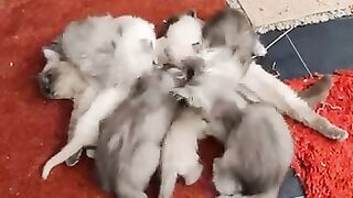 One of the sufferings of a mother cat when her children grow up