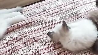 how I sleep with my cats