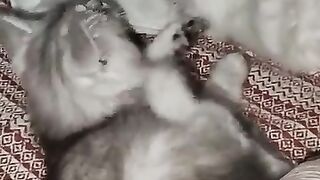 How to make your cat sleep in seconds