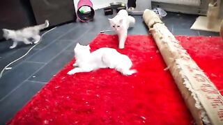 funniest ragt kittens video with other kittens 4 week old