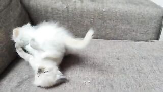 Enthusiasm and excitement with four-week-old Ragdoll kittens