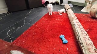 Laser hunting has become an advanced level