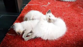 cute kittens have fun