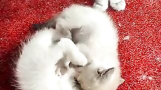 Sweet brothers having fun