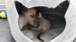 The sounds of small claws of ragdoll kittens fighting with each other