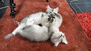 cute relationship between 4 week old ragdoll kitten .and 2 months old cat