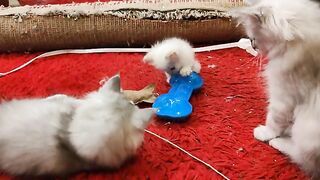 Susie has new friends and new toys