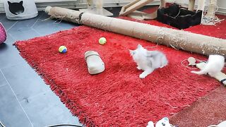 The kittens 4 weeks old started jumping after the laser