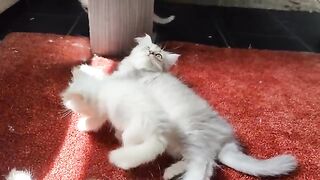 A little kitten knows how to deal with evil cats