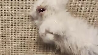 My little kitten died