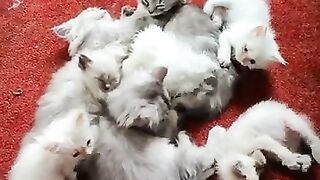 Relax with the sound of cats purring
