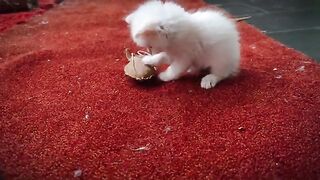4 week kitten  ragdoll Start his game