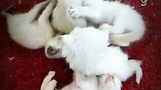 cute baby kittens playing together before sleep