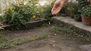 house on the edge of the rice field