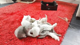 50 minutes Relax with rare Ragdoll cats. Free positive energy