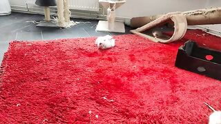 Ragdoll kittens are now grown up and playing jumping games