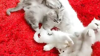 cute ragdoll kittens 3 week old started having fun with new game