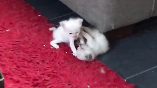 baby ragdoll kittens 3 week old start the game