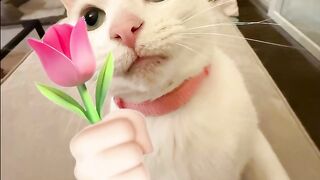 funny cat drama