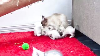 Six ragdoll angels playing very nicely