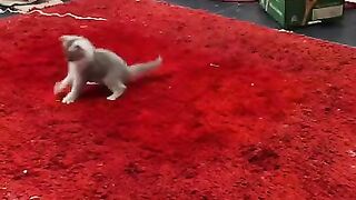 6 Ragdoll kittens compete to catch the laser
