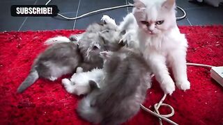 A Persian kitten 3 week old wants to control and dominate a Ragdoll
